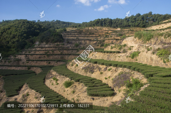 福建梯田種茶