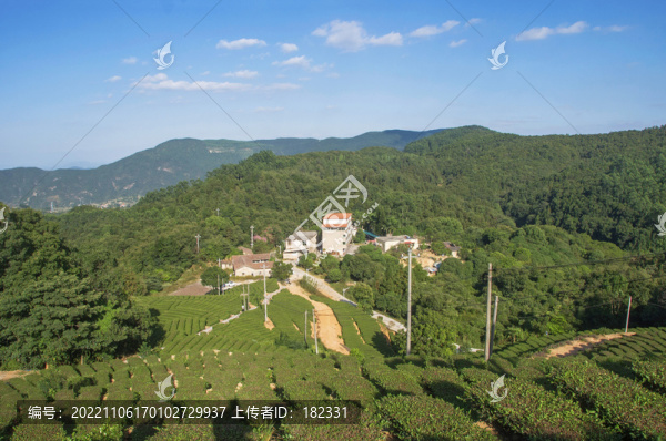 南安高山茶園風(fēng)光
