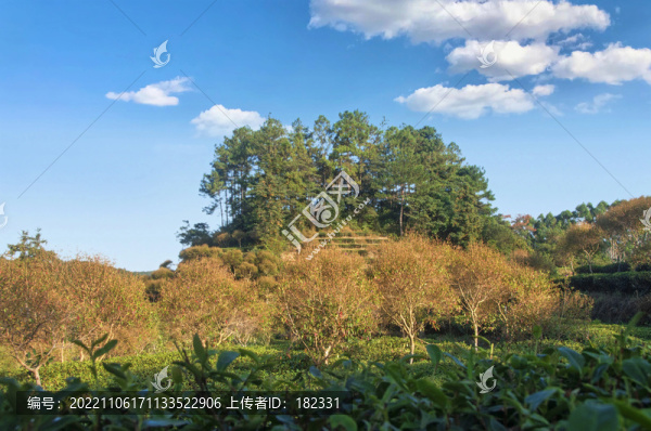 羅山林場盆景園