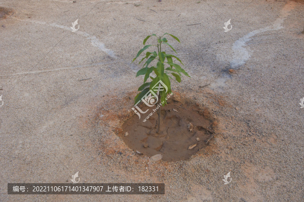 芒果樹樹苗