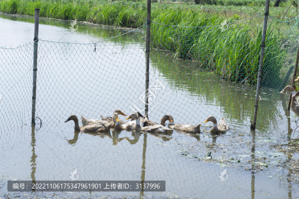 散養(yǎng)土鴨