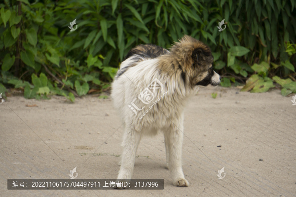中華田園犬