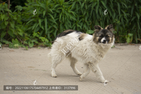 中華田園犬