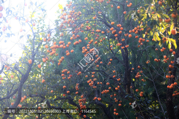 紅柿