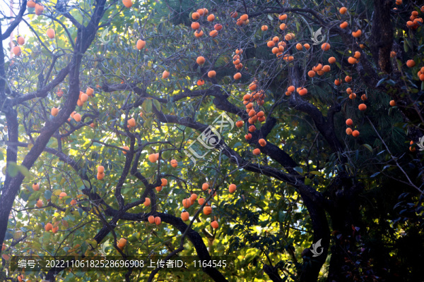紅柿