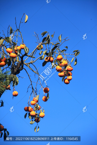 紅柿