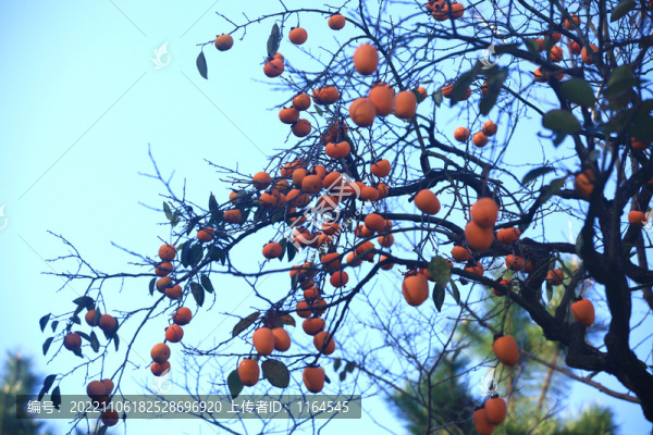 紅柿