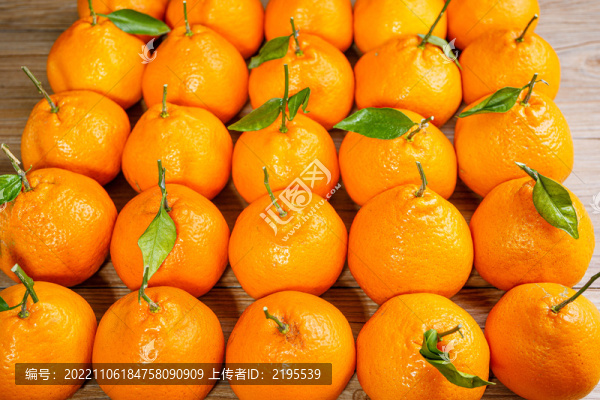 春見(jiàn)粑粑柑