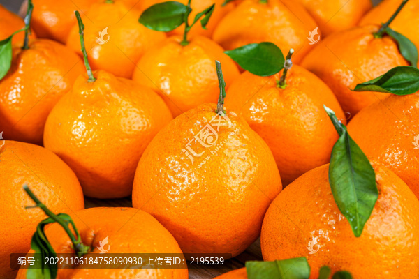 春見粑粑柑