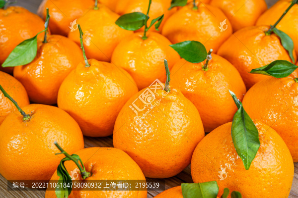春見粑粑柑