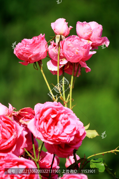 月季花