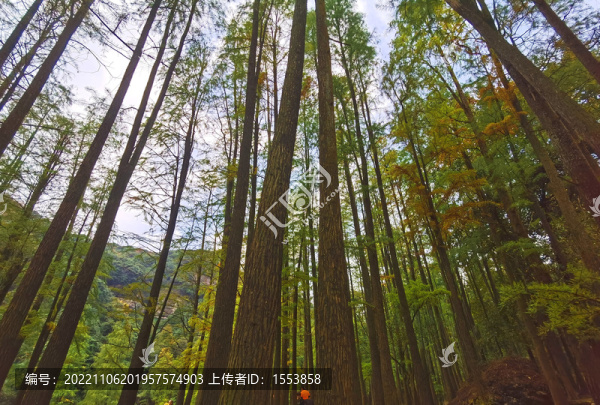 杉樹林