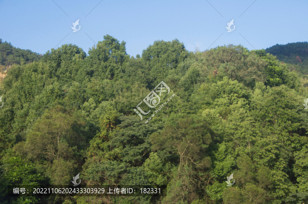 青山密林森林