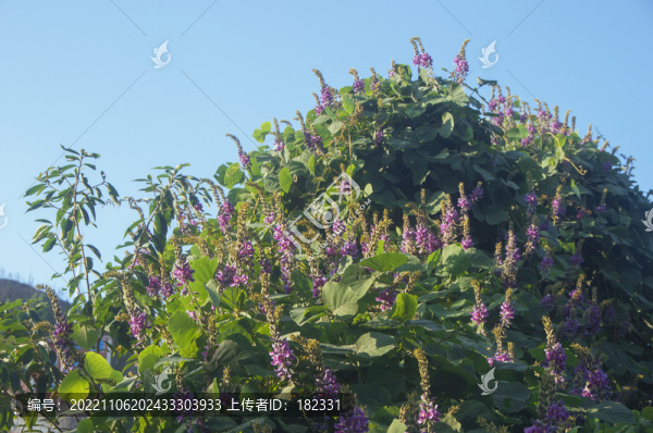 葛藤花紫色花叢