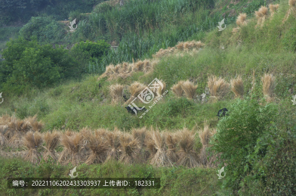 鄉(xiāng)村秋后梯田風(fēng)光