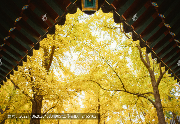 北京秋景