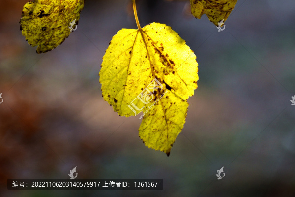 桑葉