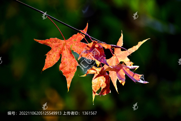 紅色楓葉
