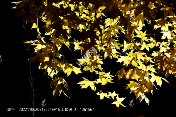 五角楓