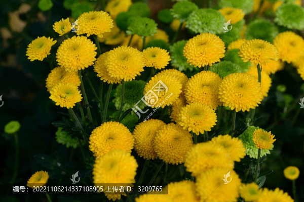 浙江金華漁歌小鎮(zhèn)菊花怒放