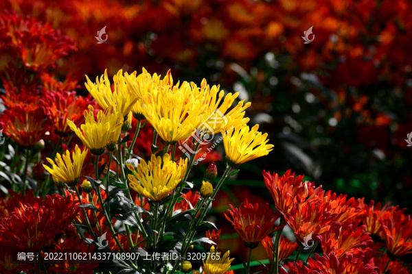 浙江金華漁歌小鎮(zhèn)菊花怒放