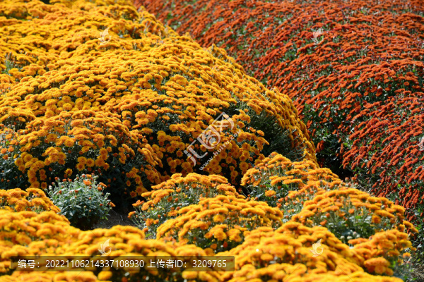 浙江金華漁歌小鎮(zhèn)菊花怒放