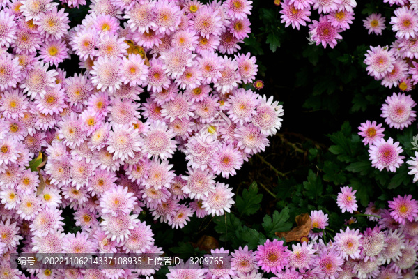 浙江金華漁歌小鎮(zhèn)菊花怒放