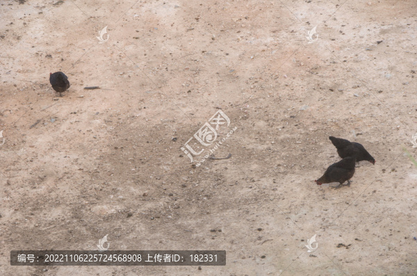 走地雞
