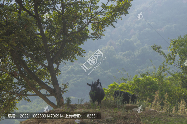 山村山羊