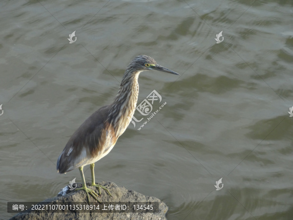鷺鳥(niǎo)