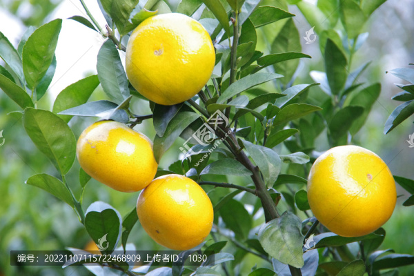果園水果農(nóng)業(yè)經(jīng)濟作物柑橘柑桔
