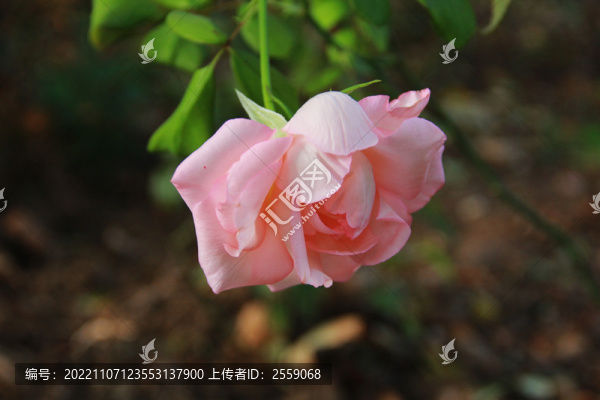 粉色月季