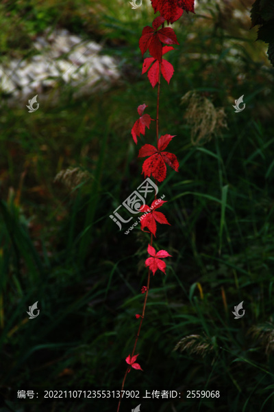 一串紅葉