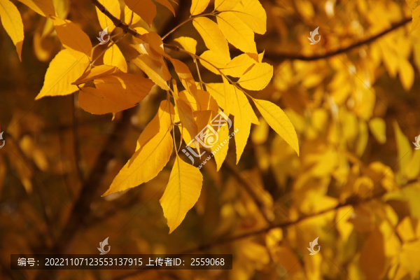 燦爛金秋