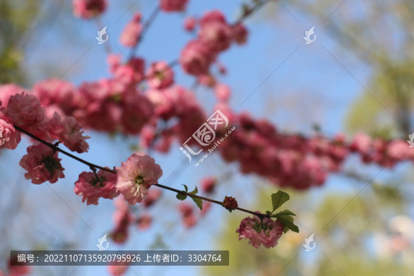 花樹枝