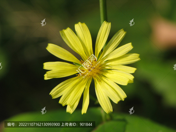 野生黃鵪菜的開(kāi)花期