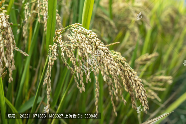 農(nóng)作物水稻田