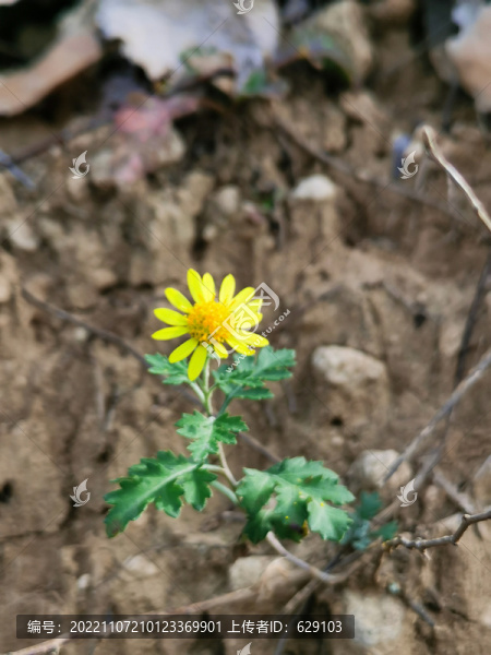 野菊花
