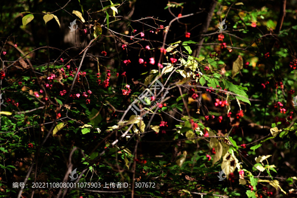 桓仁楓林谷紅葉
