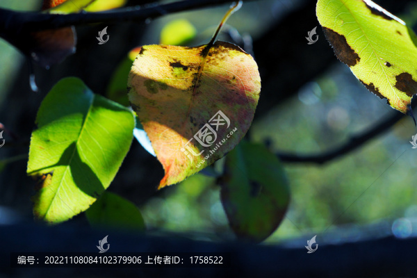 黃葉
