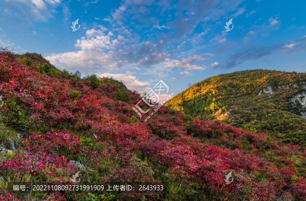 重慶巫溪蘭英大峽谷紅葉