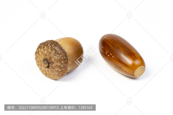 橡果