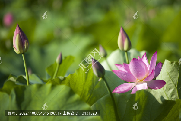 荷花
