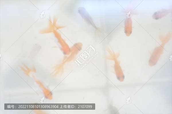 小金魚