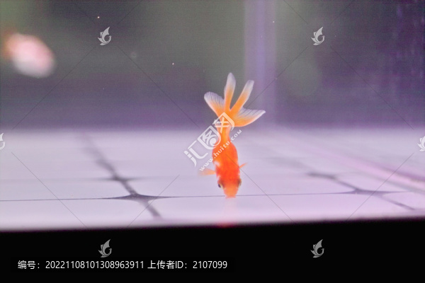小金魚