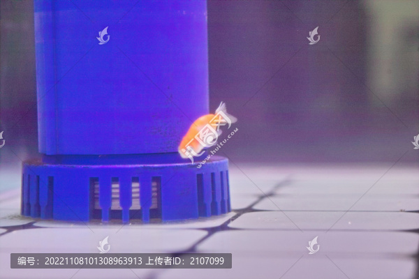 小金魚