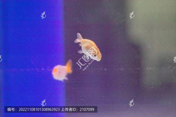 小金魚(yú)