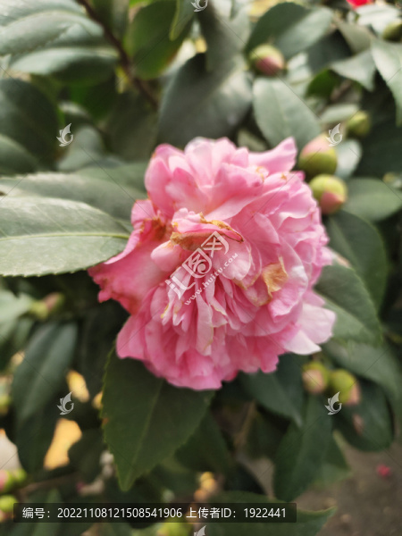 茶花