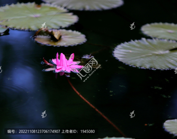 水面睡蓮