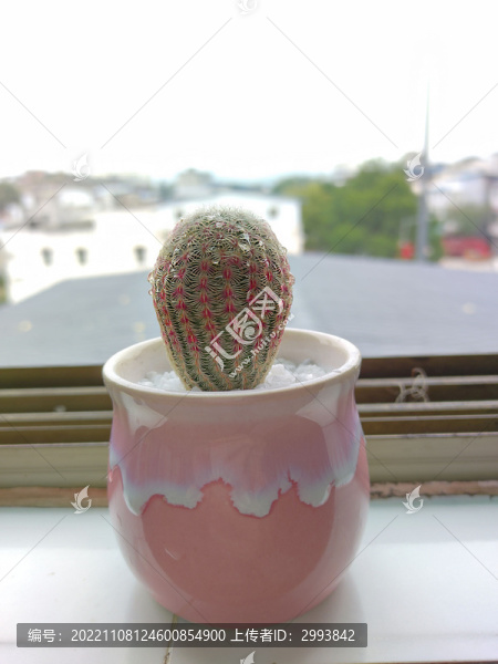 仙人球